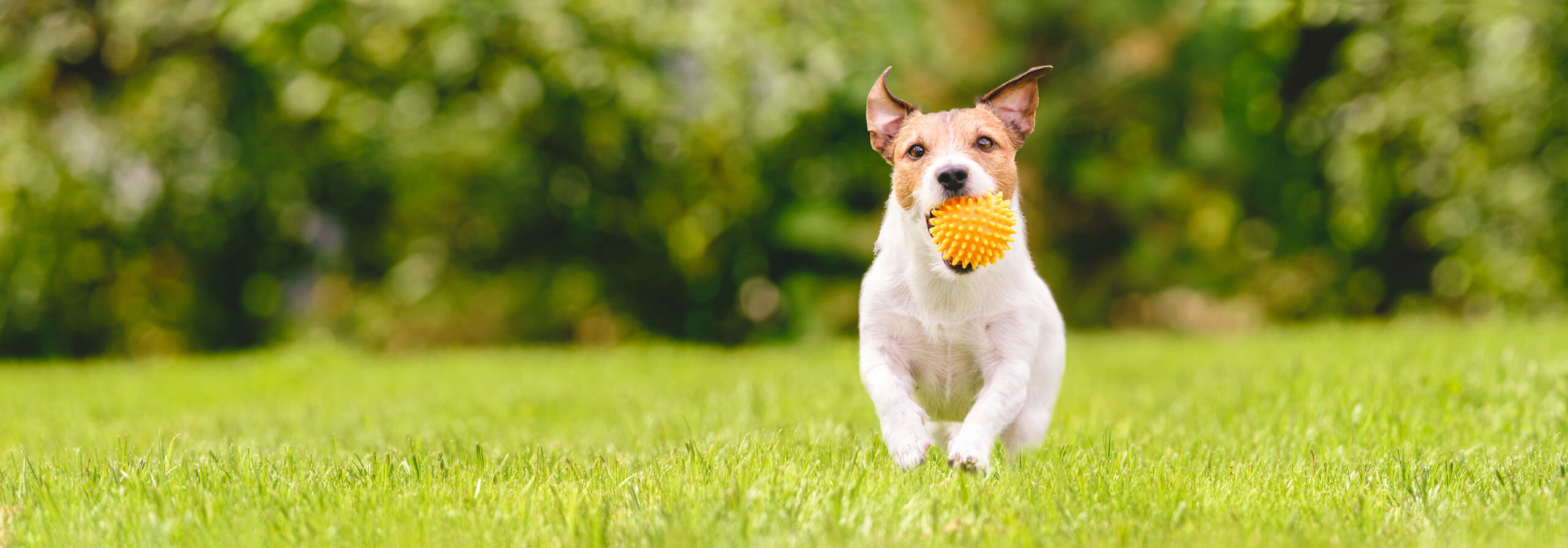 Dog running in grass with ball in mouth